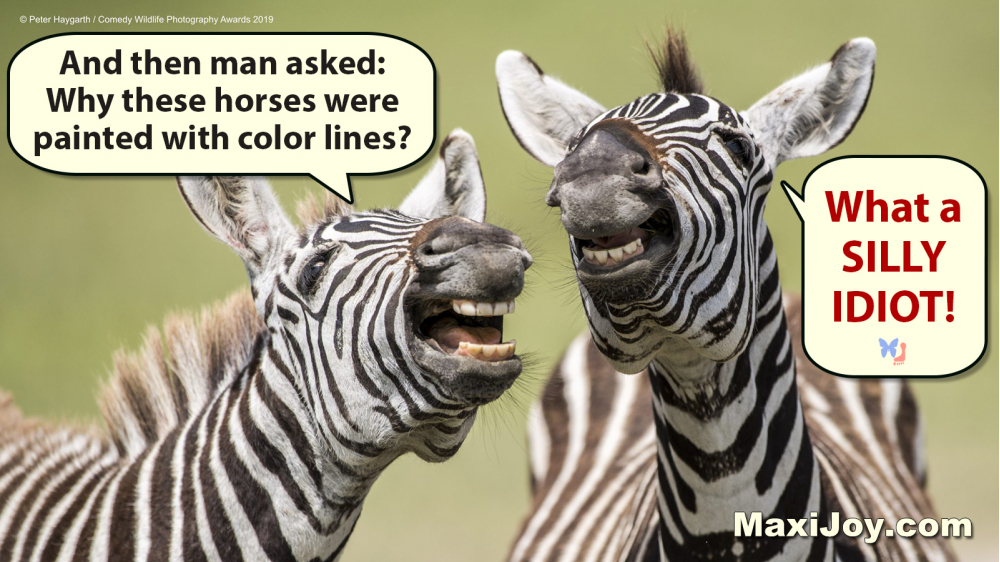 Zebras Laughing