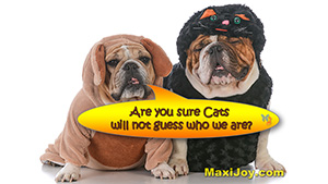 Cats will never guess